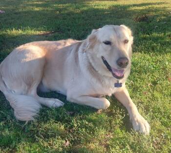Champ -  Golden Retriever and Yellow Labrador Retriever Dog for Adoption in Coldwater, Michigan - Champ | PetCurious