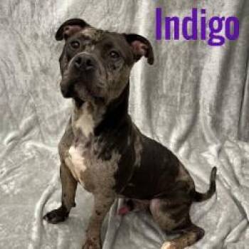Indigo -  Pit Bull Terrier Dog for Adoption in Pleasantville, New Jersey - Indigo | PetCurious