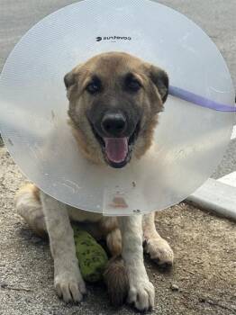 BENNY -  German Shepherd Dog and Mixed Breed Dog for Adoption in Riverside, California - BENNY | PetCurious