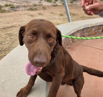Rescue Labrador Retriever Dogs for Adoption in Canutillo, Texas - Harvey | PetCurious
