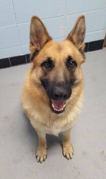 Shepherd Dogs Available for Adoption in Lawrenceville, Georgia - Pen 105 John Hw + | PetCurious