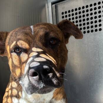 Tiger (Mr.Henry) -  Pit Bull Terrier and Mixed Breed Dog for Adoption in Edinburg, Texas - Tiger (Mr.Henry) | PetCurious