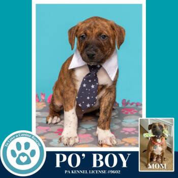 Black Mouth Cur and Pit Bull Terrier Dogs Available for Adoption - Po