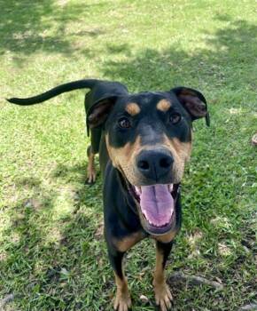 LINDA -  Doberman Pinscher Dog for Adoption in Sugar Land, Texas - LINDA | PetCurious
