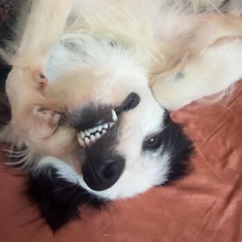 Inky -  Mixed Breed and Border Collie Dog for Adoption in Madison, Wisconsin - Inky | PetCurious