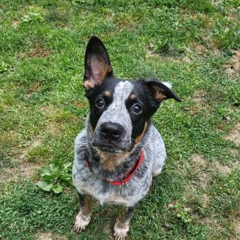 Jinx -  Australian Cattle Dog Blue Heeler Dog for Adoption in Highland, New York - Jinx | PetCurious