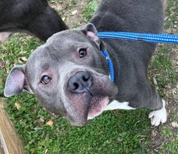 Mixed Breed Dogs Available for Adoption - DAVID | PetCurious