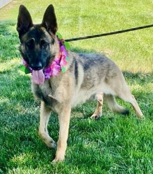 German Shepherd Dog Dogs Available for Adoption in Colusa, California - Suzy | PetCurious