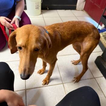 Rescue Mixed Breed Dogs for Adoption in Savannah, Georgia - Leonardo DiCaprio | PetCurious