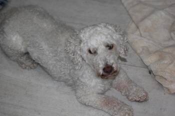 Poodle Dogs Available for Adoption in Alafaya, Florida - Olaf | PetCurious