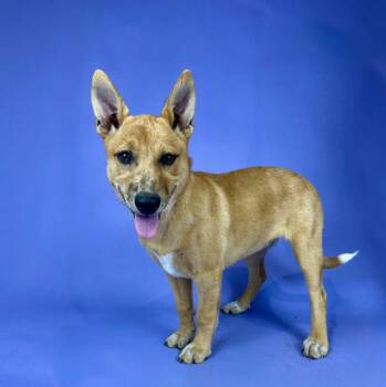 Catahoula Leopard Dog and German Shepherd Dog Dogs Available for Adoption in Alvin, Texas - Elaine | PetCurious