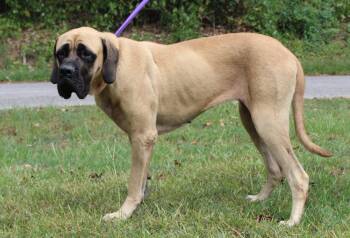 Dolly 44233 -  Mastiff Dog for Adoption in Prattville, Alabama - Dolly 44233 | PetCurious