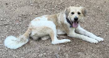 Howard -  Terrier Dog for Adoption in Charlotte, North Carolina - Howard | PetCurious