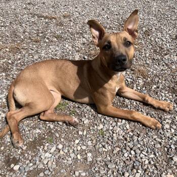 Twyla -  Mixed Breed Dog Available for Adoption in Fairport, New York - Twyla | PetCurious