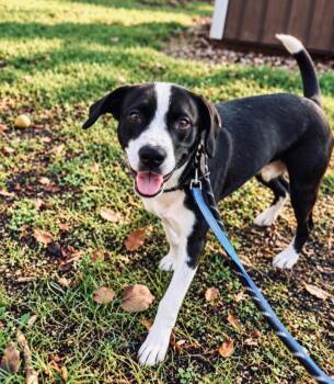 STRIKER -  Beagle Dog for Adoption in Carroll, Ohio - STRIKER | PetCurious