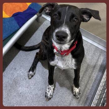LA6463 Bucky -  Hound Dog for Adoption in Port Washington, New York - LA6463 Bucky | PetCurious