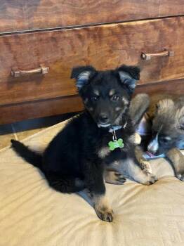 Australian Shepherd and Cattle Dog Dogs Available for Adoption in Fort Collins, Colorado - Fozzy | PetCurious