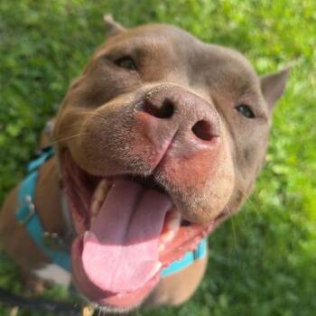 Pop Tart -  Mixed Breed Dog for Adoption in Bangall, New York - Pop Tart | PetCurious