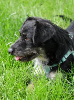 Dumbo -  Dachshund and Schnauzer Dog for Adoption in Boulder, Colorado - Dumbo | PetCurious