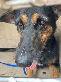 METEZ -  German Shepherd Dog and Mixed Breed Dog for Adoption in Oklahoma City, Oklahoma - METEZ | PetCurious
