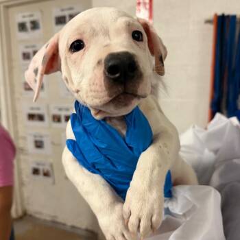 Lychee -  Pit Bull Terrier Dog for Adoption in Edinburg, Texas - Lychee | PetCurious