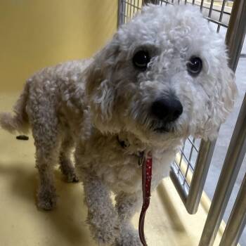 Shaggy -  Poodle Dog for Adoption in San Gabriel, California - Shaggy | PetCurious