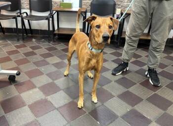 Bam Bam -  Mixed Breed Dog for Adoption in New York, New York - Bam Bam | PetCurious