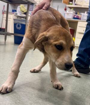 Rescue Mixed Breed Dogs for Adoption in Danielsville, Georgia - Clove | PetCurious