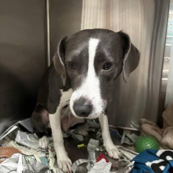 Cheeto -  English Bulldog and Mixed Breed Dog for Adoption in Lakeland, Florida - Cheeto | PetCurious