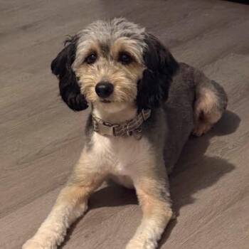 Brodie -  Aussiedoodle Dog for Adoption in Dover, Arkansas - Brodie | PetCurious