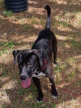 Jack -  Mixed Breed Dog for Adoption in Rockport, Texas - Jack | PetCurious
