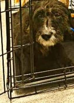 Mixed Breed Dogs Available for Adoption in Cincinnati, Ohio - Dozer | PetCurious