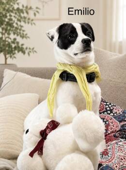 Jack Russell Terrier Dogs Available for Adoption in Lucas, Texas - Emilio | PetCurious