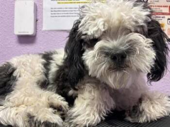 CHUCKY -  Shih Tzu and Mixed Breed Dog for Adoption in El Paso, Texas - CHUCKY | PetCurious