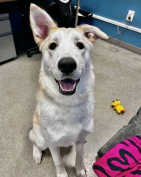 Rescue Siberian Husky and Labrador Retriever Dogs for Adoption in Salinas, California - Rosie | PetCurious