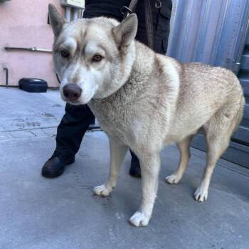 Suku -  Husky Dog for Adoption in San Gabriel, California - Suku | PetCurious