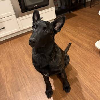 Capt Crunch -  Dutch Shepherd Dog for Adoption in Trenton, New Jersey - Capt Crunch | PetCurious