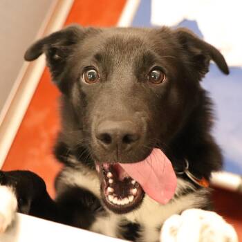 Truffle -  Mixed Breed Dog for Adoption in Port Washington, New York - Truffle | PetCurious