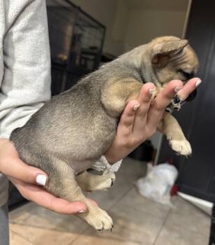 Princess  -  French Bulldog Dog for Sale in Phoenix, Arizona - Princess  | PetCurious
