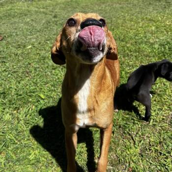 Angel -  Feist Dog for Adoption in Spruce Pine, North Carolina - Angel | PetCurious