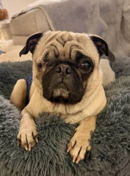 Pug Dogs Available for Adoption - Jack | PetCurious