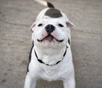 Staffordshire Bull Terrier Dogs Available for Adoption - Beenie | PetCurious