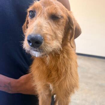 Mixed Breed and Standard Poodle Dogs Available for Adoption in Corinth, Mississippi - Jane | PetCurious