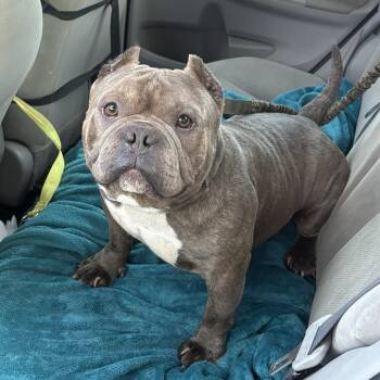 Rocko -  American Bully Dog for Adoption in Fredericksburg, Virginia - Rocko | PetCurious