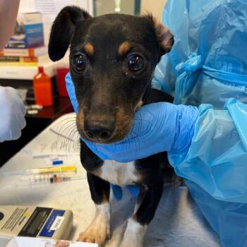 Dachshund and Terrier Dogs Available for Adoption in Nashville, Tennessee - Edmund | PetCurious