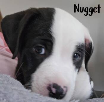 American Staffordshire Terrier Dogs Available for Adoption in Elburn, Illinois - Nugget | PetCurious
