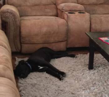 Layla -  Labrador Retriever and Mixed Breed Dog Available for Adoption in Houston, Texas - Layla | PetCurious