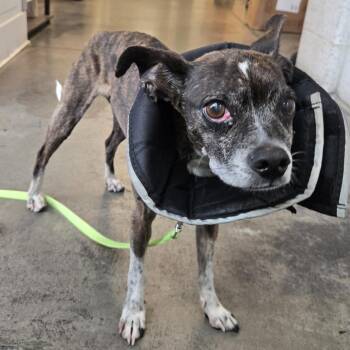 Ethel -  Mixed Breed Dog for Adoption in Pittsburgh, Pennsylvania - Ethel | PetCurious