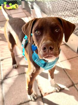 Labrador Retriever Dogs Available for Adoption - Zuma | PetCurious