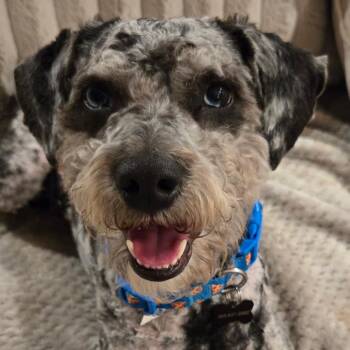 Australian Shepherd and Poodle Dogs Available for Adoption - Pongo | PetCurious